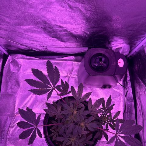 Mary Jane  growlog timeline photo