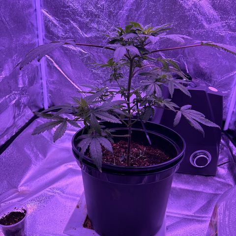 Mary Jane  growlog timeline photo
