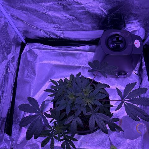 Mary Jane  growlog timeline photo
