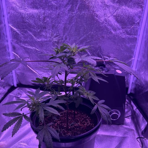 Mary Jane  growlog timeline photo