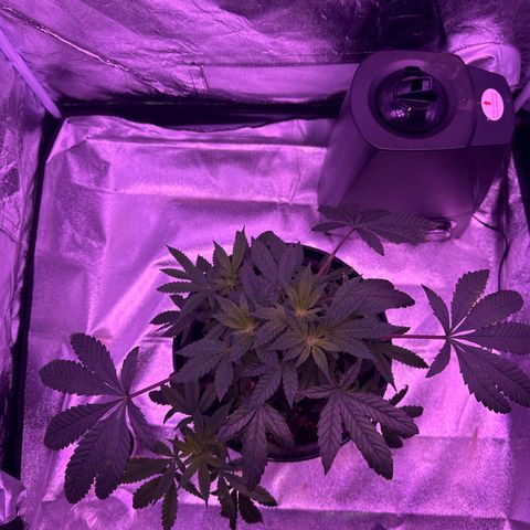 Mary Jane  growlog timeline photo