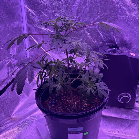 Mary Jane  growlog timeline photo