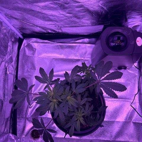 Mary Jane  growlog timeline photo