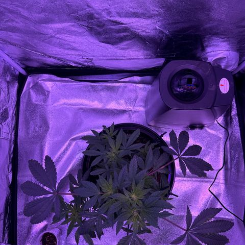 Mary Jane  growlog timeline photo