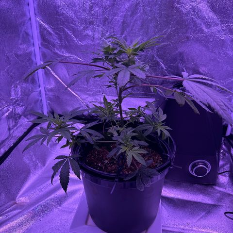Mary Jane  growlog timeline photo