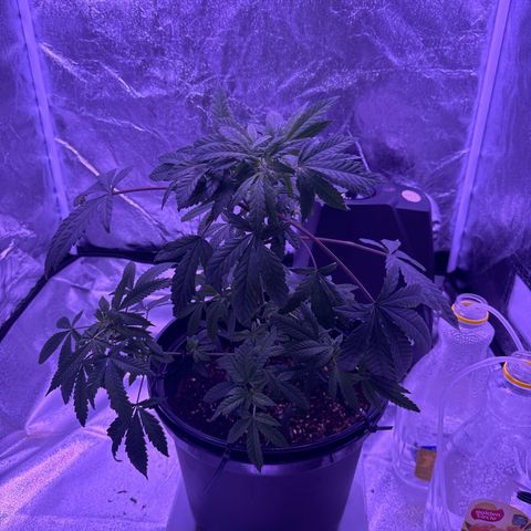 Mary Jane  growlog timeline photo