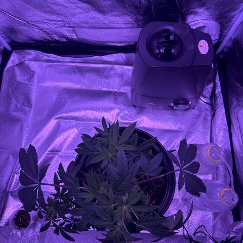 Mary Jane  growlog timeline photo