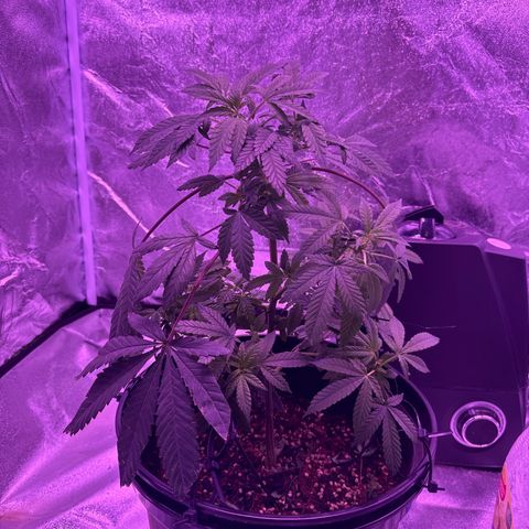 Mary Jane  growlog timeline photo