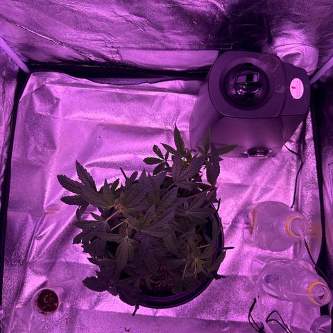 Mary Jane  growlog timeline photo