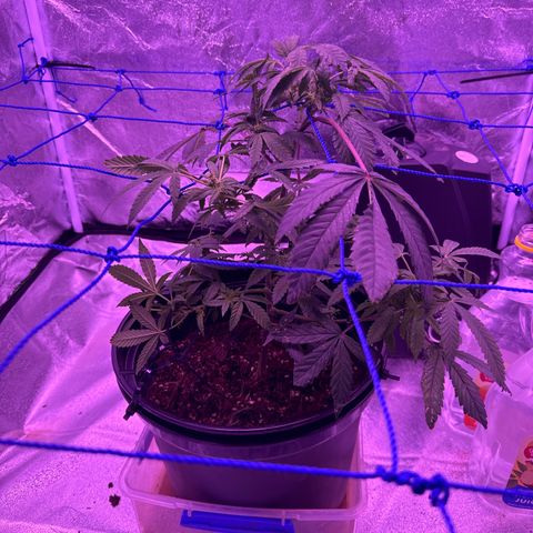Mary Jane  growlog timeline photo