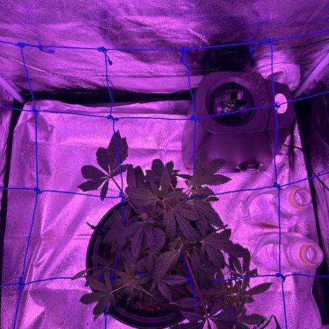 Mary Jane  growlog timeline photo