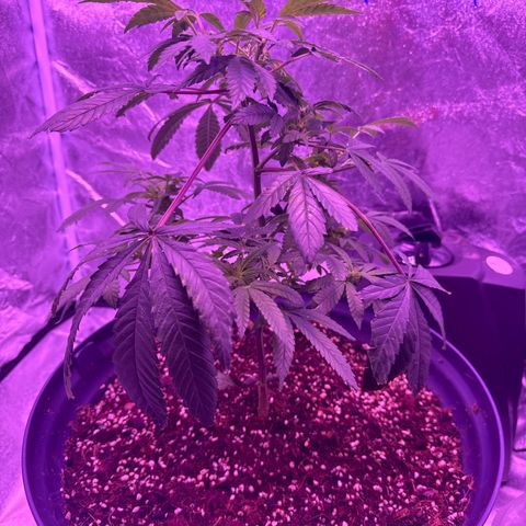 Mary Jane  growlog timeline photo