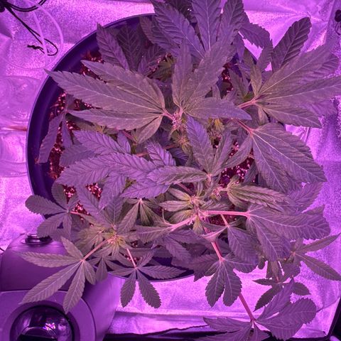 Mary Jane  growlog timeline photo