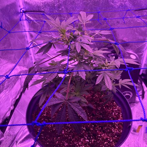 Mary Jane  growlog timeline photo