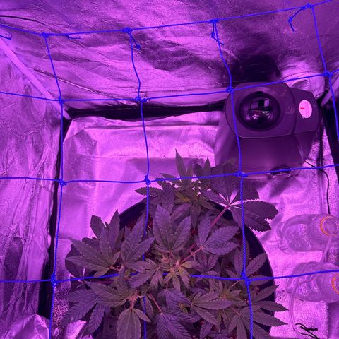 Mary Jane  growlog timeline photo