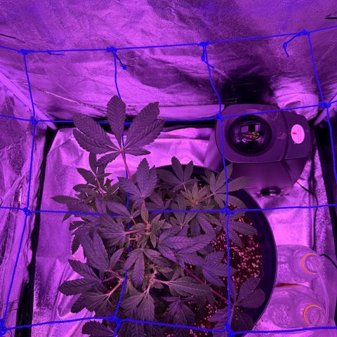 Mary Jane  growlog timeline photo