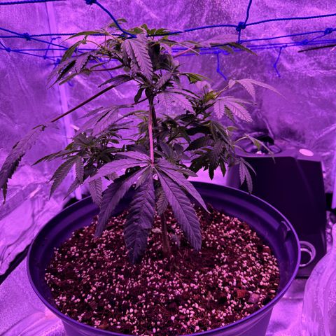 Mary Jane  growlog timeline photo