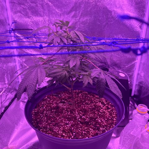 Mary Jane  growlog timeline photo