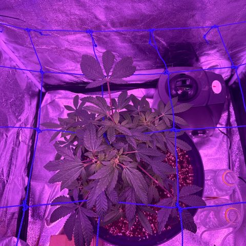 Mary Jane  growlog timeline photo