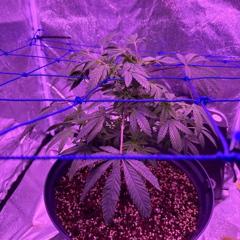 Mary Jane  growlog timeline photo