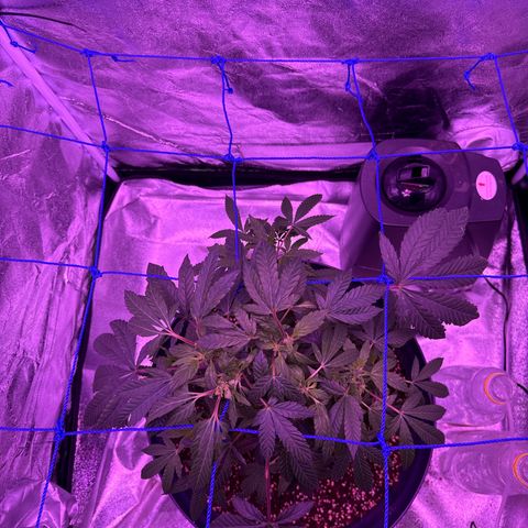 Mary Jane  growlog timeline photo