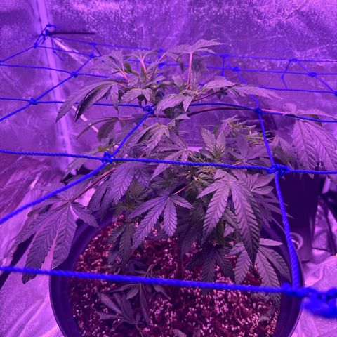 Mary Jane  growlog timeline photo