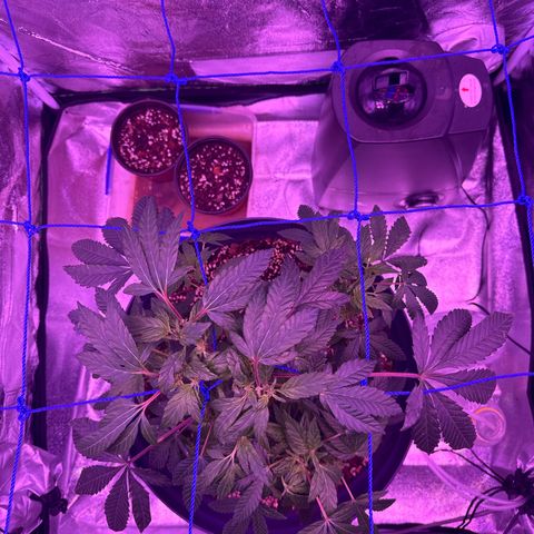 Mary Jane  growlog timeline photo
