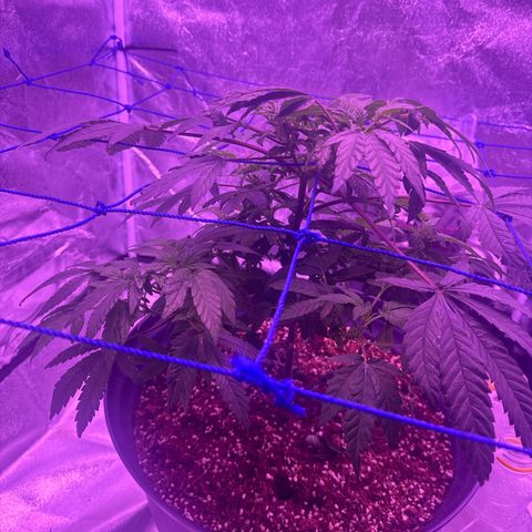 Mary Jane  growlog timeline photo
