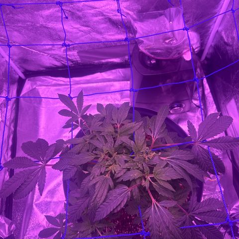Mary Jane  growlog timeline photo
