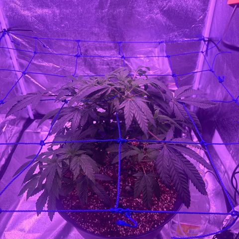 Mary Jane  growlog timeline photo
