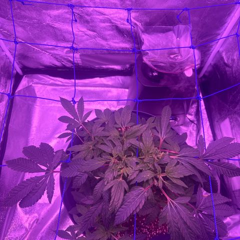 Mary Jane  growlog timeline photo