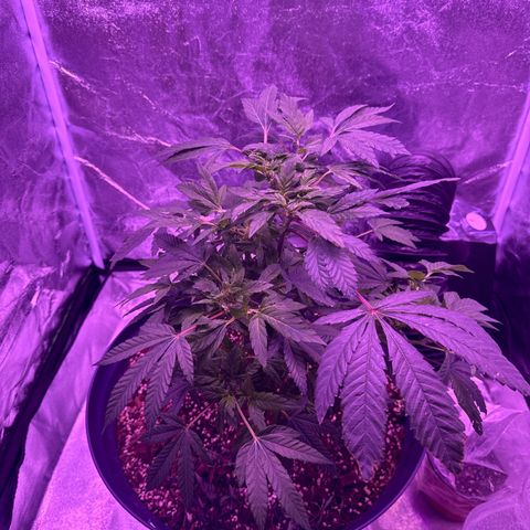 Mary Jane  growlog timeline photo