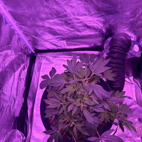 Mary Jane  growlog timeline photo