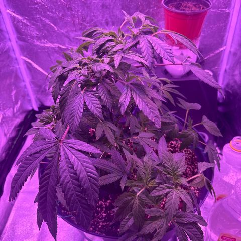 Mary Jane  growlog timeline photo