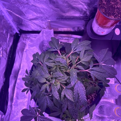 Mary Jane  growlog timeline photo