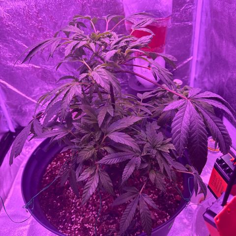 Mary Jane  growlog timeline photo