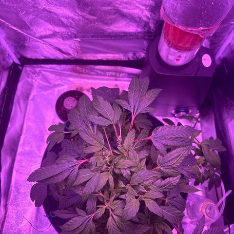 Mary Jane  growlog timeline photo