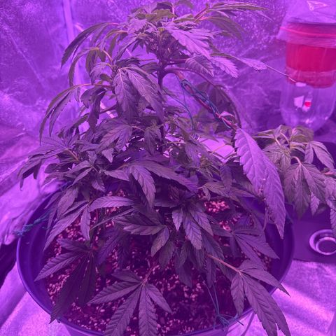 Mary Jane  growlog timeline photo