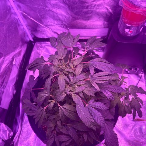 Mary Jane  growlog timeline photo
