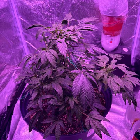 Mary Jane  growlog timeline photo