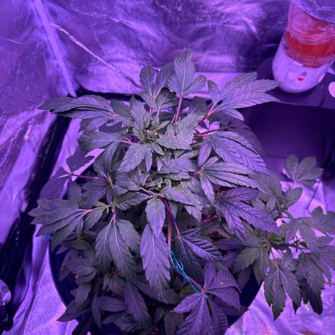 Mary Jane  growlog timeline photo