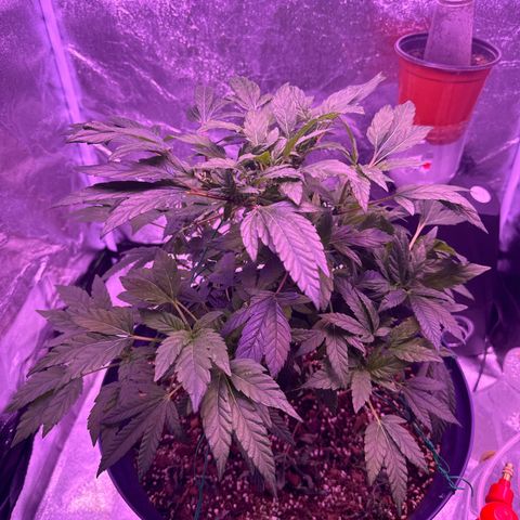 Mary Jane  growlog timeline photo