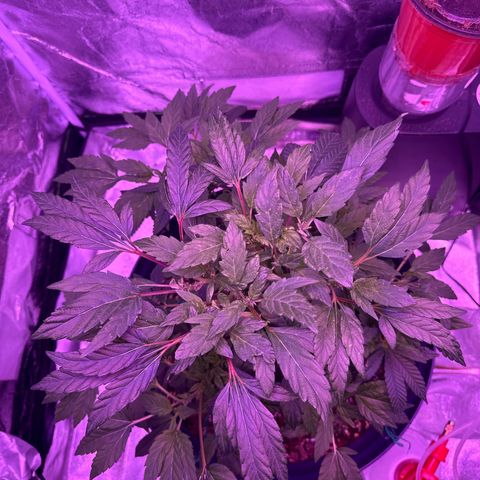Mary Jane  growlog timeline photo