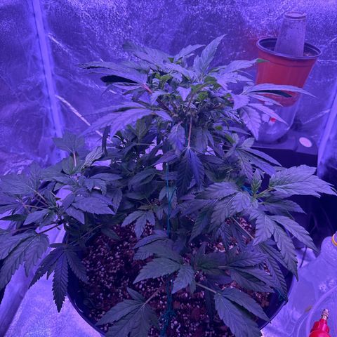 Mary Jane  growlog timeline photo