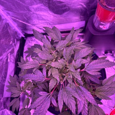 Mary Jane  growlog timeline photo