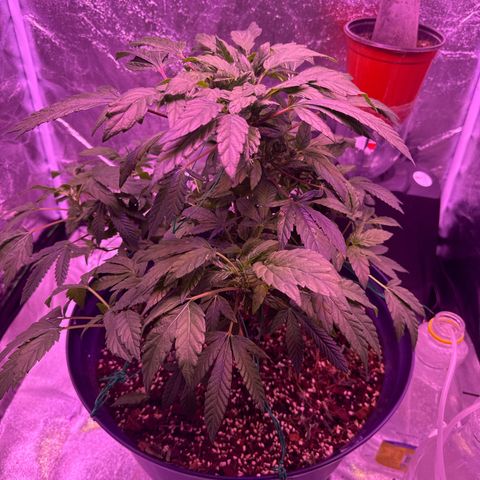 Mary Jane  growlog timeline photo