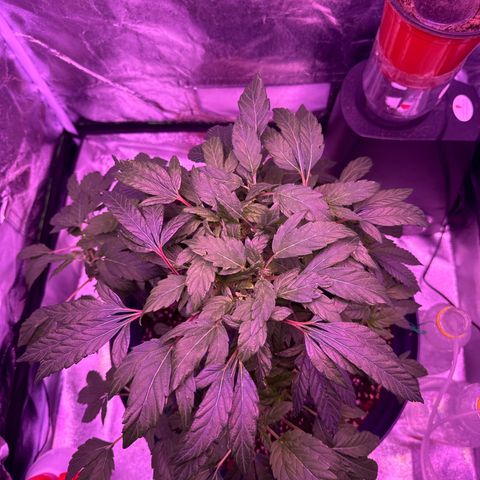 Mary Jane  growlog timeline photo