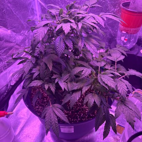 Mary Jane  growlog timeline photo