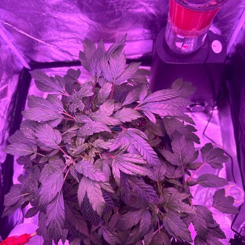 Mary Jane  growlog timeline photo