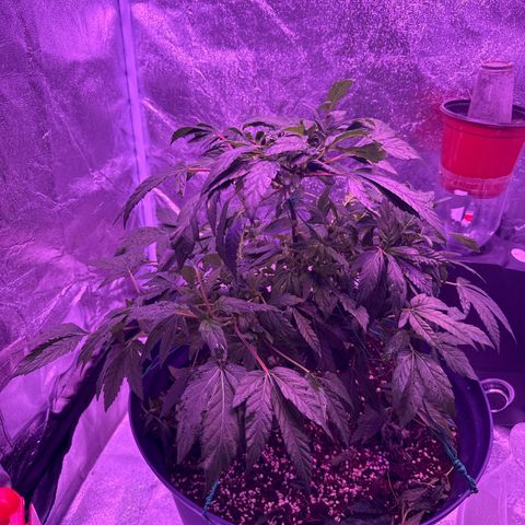 Mary Jane  growlog timeline photo